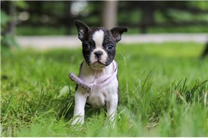 Sailor - puppy for sale