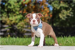 Jack - Boston Terrier for sale