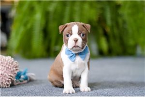 Preston - Boston Terrier for sale