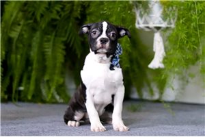 Mateo - Boston Terrier for sale