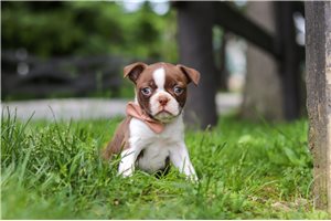 Reece - puppy for sale