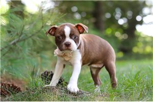 Lissy - Boston Terrier for sale