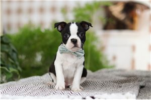 Picasso - Boston Terrier for sale