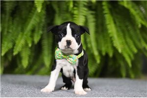 Nathaniel - Boston Terrier for sale