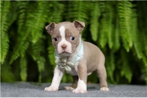 Manny - Boston Terrier for sale