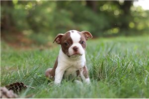 Latte - Boston Terrier for sale