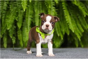 Nema - puppy for sale