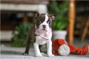 Jacqueline - Boston Terrier for sale