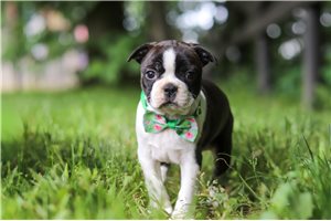 Suri - Boston Terrier for sale