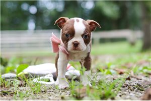 Lissy - Boston Terrier for sale
