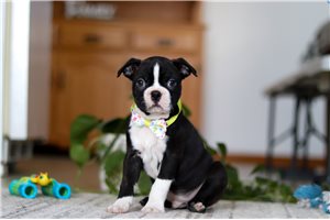 Nick - Boston Terrier for sale
