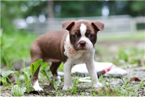 Latte - puppy for sale