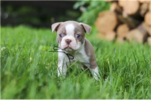 Ranger - puppy for sale