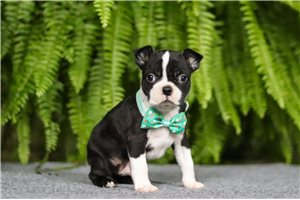 Nuroo - Boston Terrier for sale