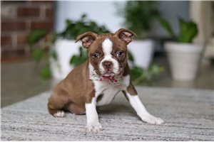 Leila - Boston Terrier for sale