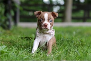 Cali - Boston Terrier for sale