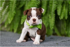 Murphy - puppy for sale