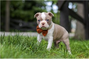 Richie - puppy for sale