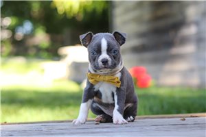 Tango - puppy for sale