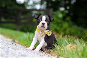 Tadeo - Boston Terrier for sale