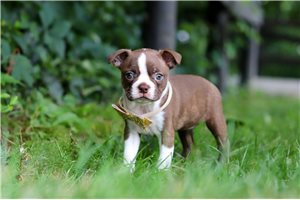 Caleah - Boston Terrier for sale