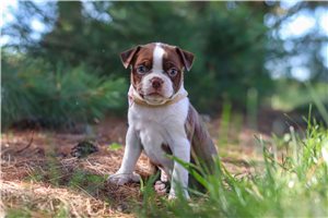 Talia - puppy for sale