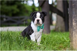 Stark - puppy for sale