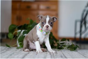 Mauricio - Boston Terrier for sale