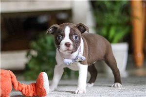 Jade - Boston Terrier for sale