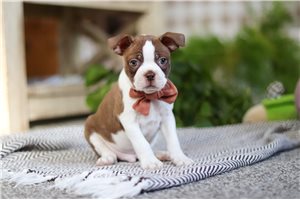 Petey - Boston Terrier for sale