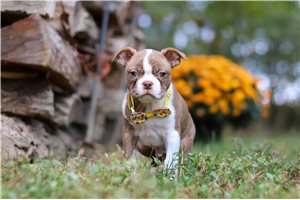 Levi - Boston Terrier for sale