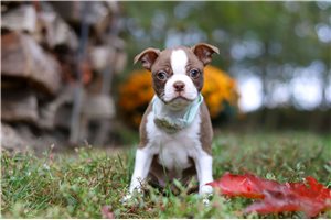 Lily - Boston Terrier for sale