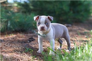 Tank - Boston Terrier for sale