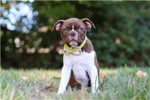 Dexter - puppy for sale