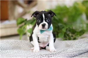 Pickles - Boston Terrier for sale