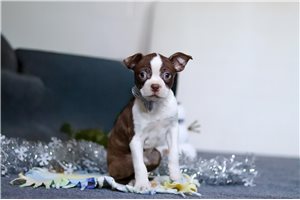 Morris - Boston Terrier for sale