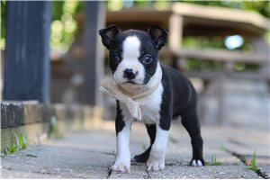 Tabbie - Boston Terrier for sale