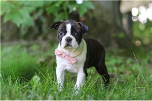 Suri - Boston Terrier for sale