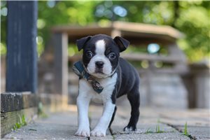 Tadeo - puppy for sale