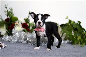 Mila - Boston Terrier for sale