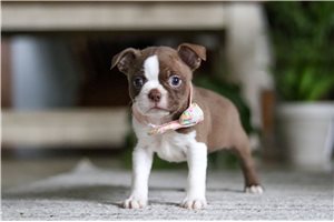 Jadis - Boston Terrier for sale