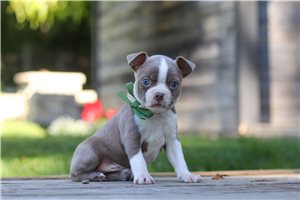 Talbot - puppy for sale