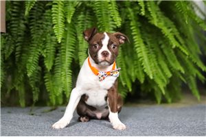 Liam - Boston Terrier for sale