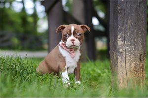 Sienna - puppy for sale