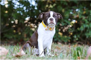 Devlyn - Boston Terrier for sale