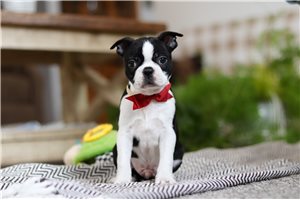 Patrick - Boston Terrier for sale