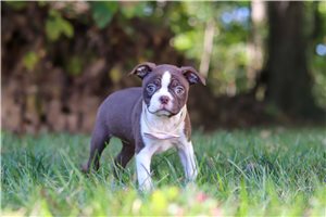 Jade - Boston Terrier for sale