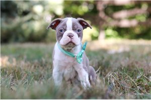 Dozer - Boston Terrier for sale