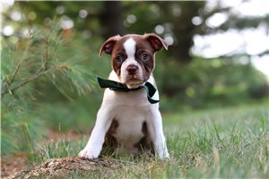 Carson - Boston Terrier for sale