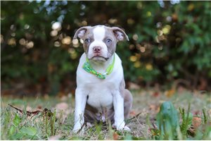 Duncan - Boston Terrier for sale